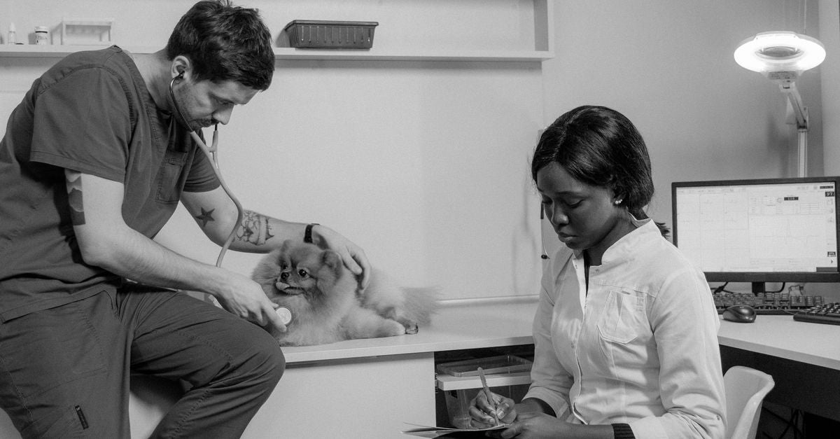 Emergency Vets in Lancaster CA: After-Hours Animal Hospitals
