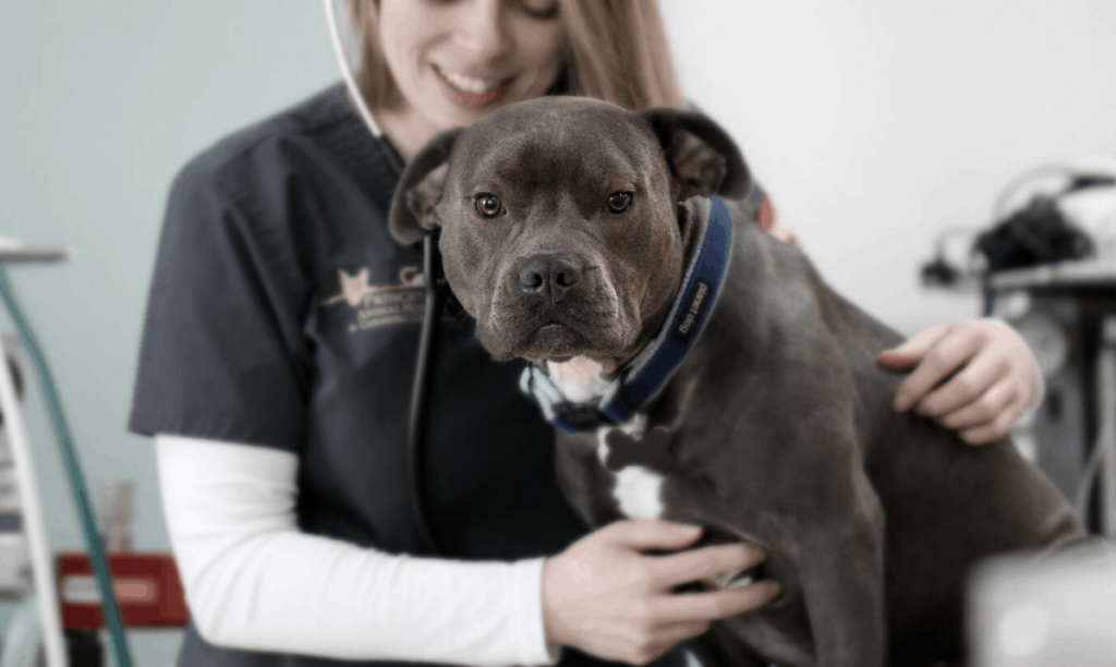 Emergency Vet in Ridgecrest: What to Do When Your Pet Needs Help Now