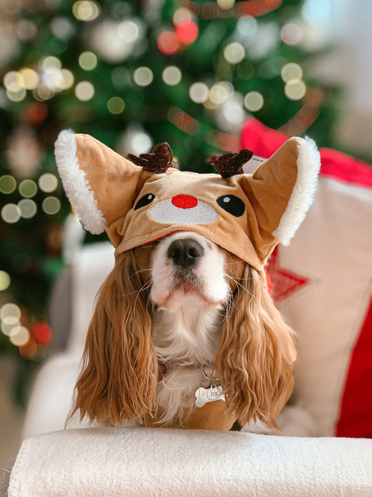Holiday Pet Safety: Thanksgiving and Christmas Dangers for Dogs and Cats