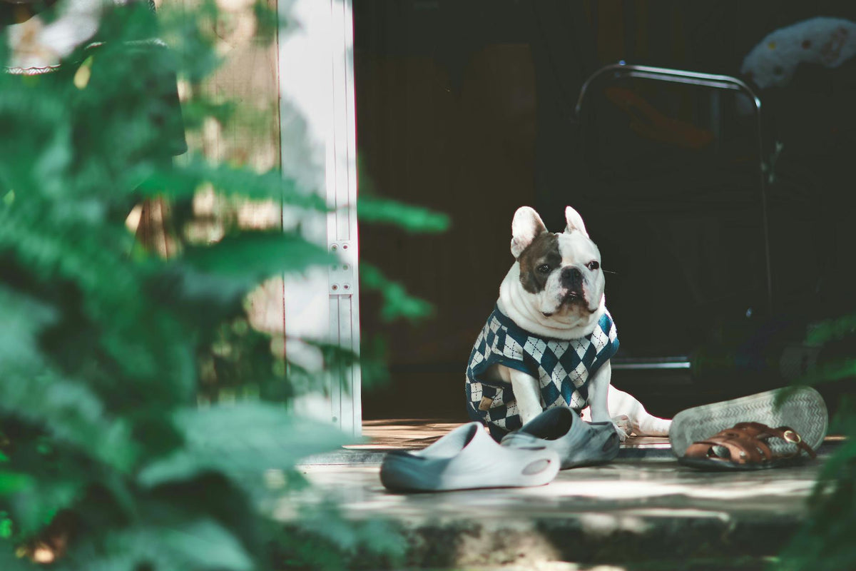 Lost a Pet in Ridgecrest? Here's Exactly What to Do