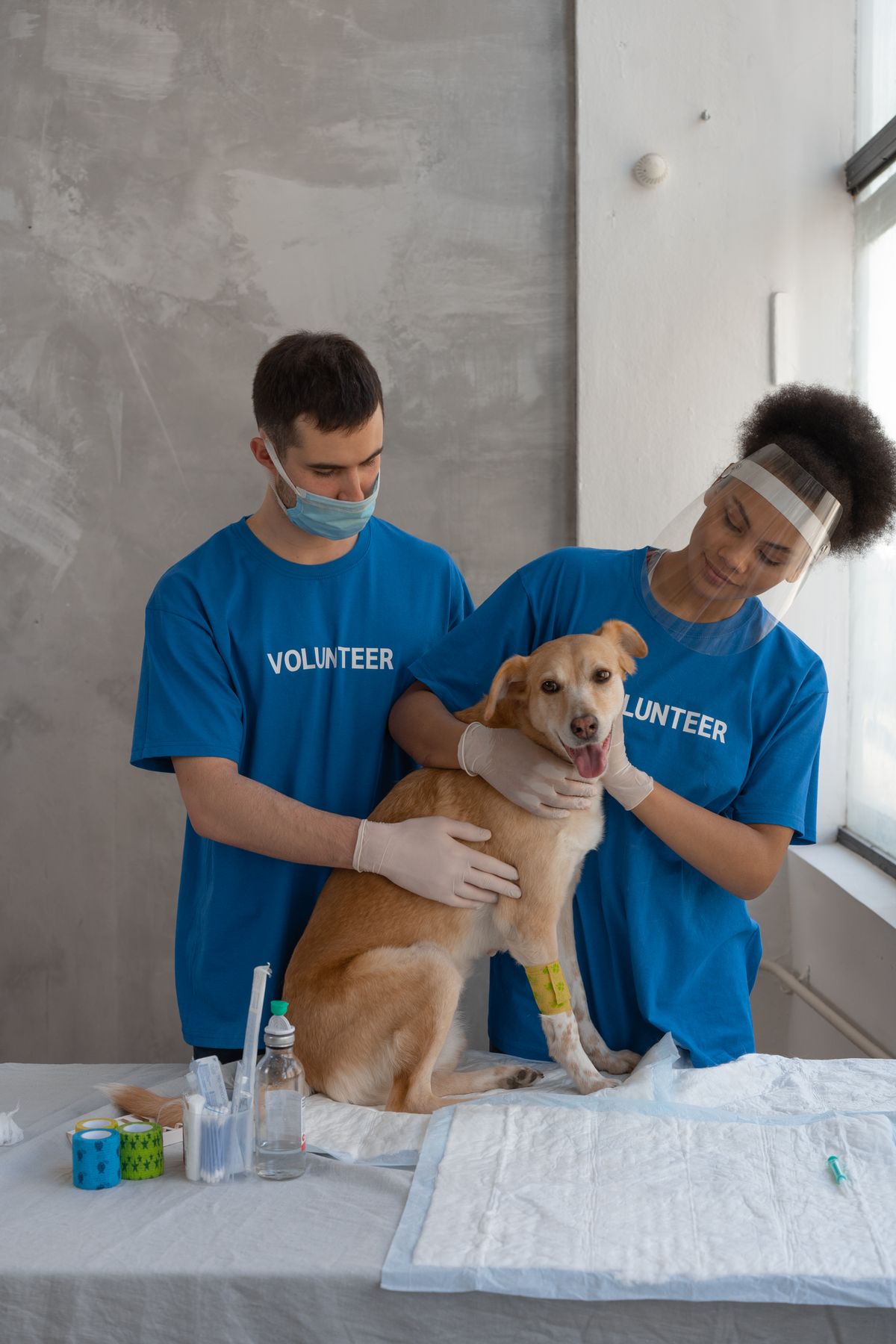 Low-Cost Vet Care Near Ridgecrest: Affordable Options for Pet Owners