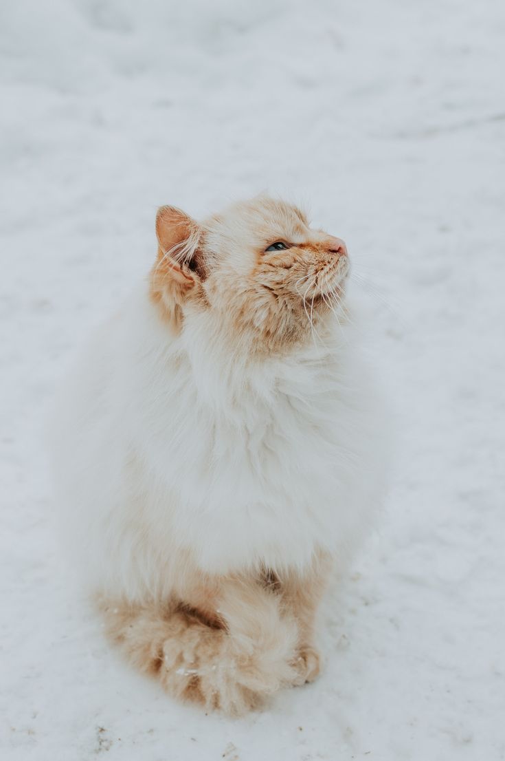 Keeping Outdoor Cats Safe Through a High Desert Winter