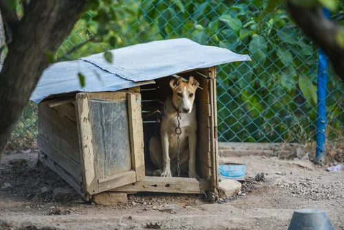 Pet Adoption in Ridgecrest: Where to Find Your New Best Friend
