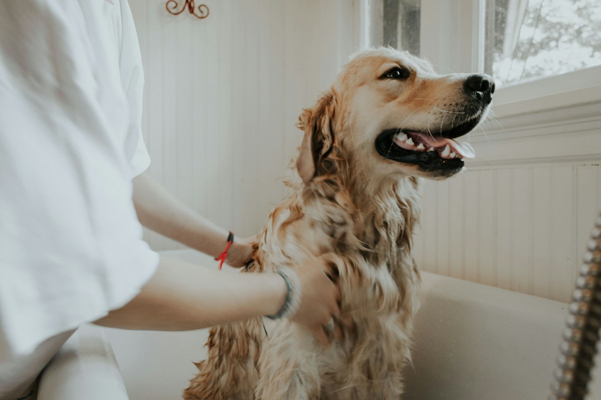 Pet Grooming in Ridgecrest: Keeping Your Dog or Cat Clean in the Desert