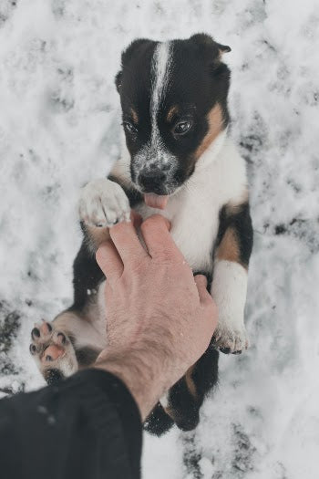 Puppy and Kitten Winter Care: Keeping Young Pets Safe in the Cold