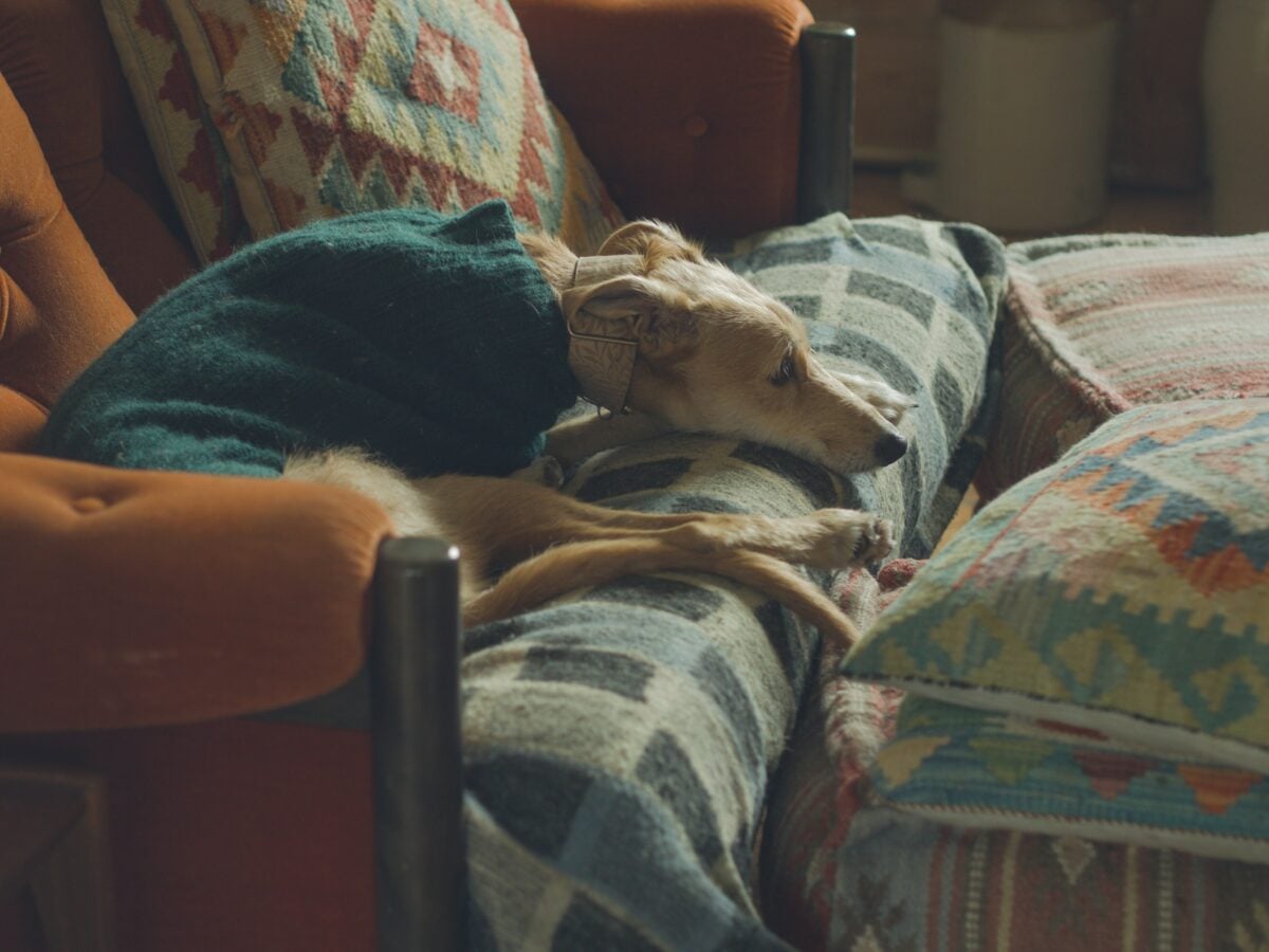 Senior Pet Winter Care: Helping Older Dogs and Cats Through the Cold