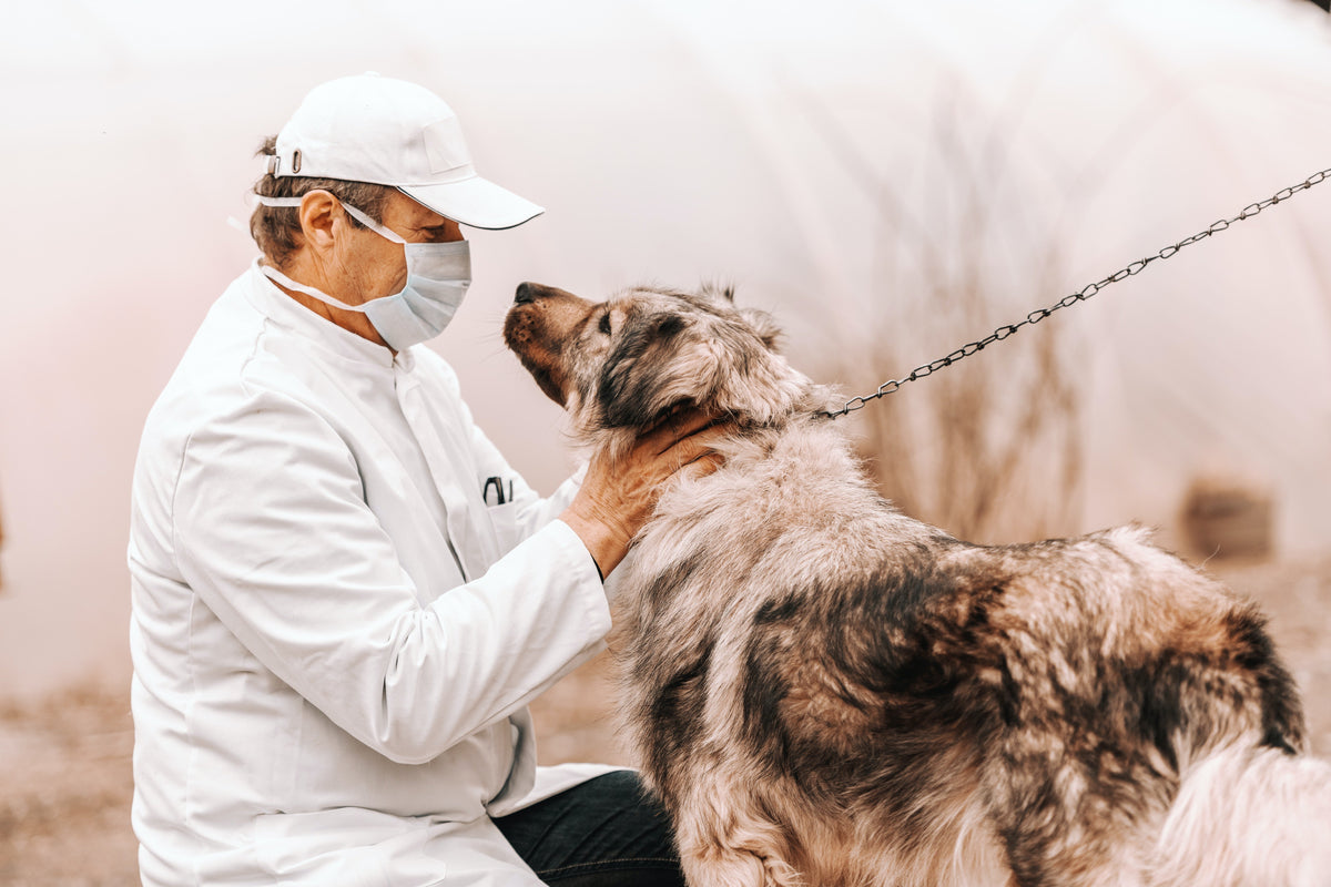 Vets in Ridgecrest CA: Every Animal Hospital in Town
