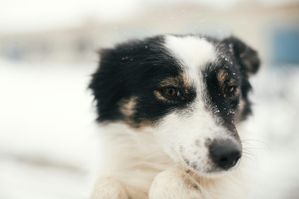 Winter Hazards for Pets: Antifreeze, Heaters, and Holiday Dangers