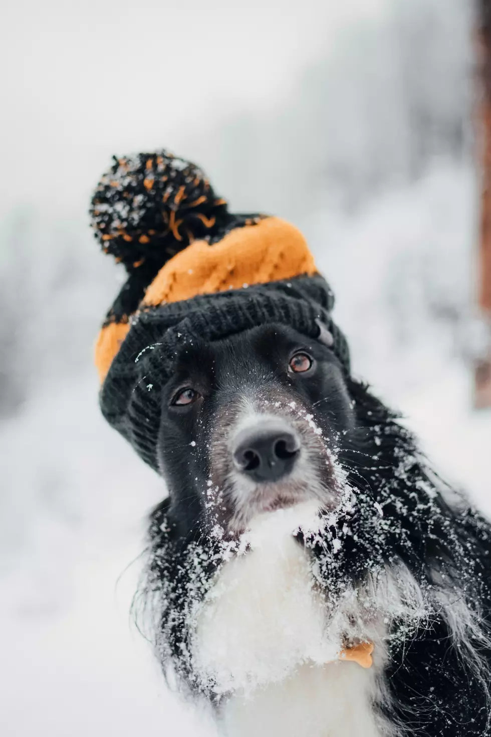 Winter Pet Care in Ridgecrest: What High Desert Winters Mean for Your Animals